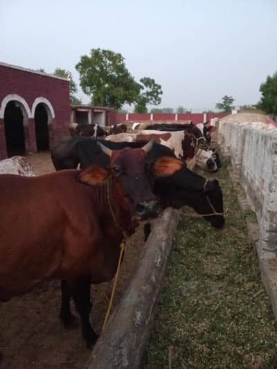 dairy farm work one person and helper 1 mobile number 03 3120 91 568