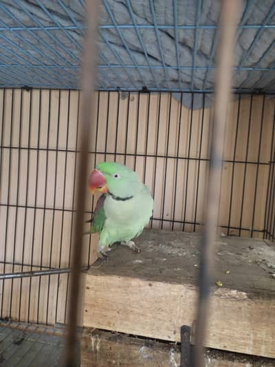 Raw parrot young age