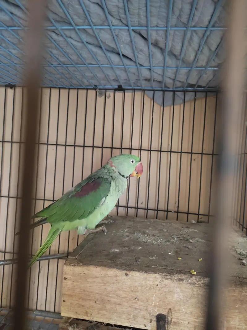 Raw parrot young age — photo 2