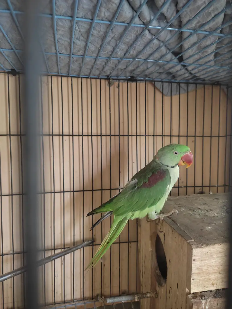 Raw parrot young age — photo 3