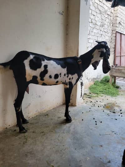 Beetal bakri 4 dant | Beetal goat doodh daney wali