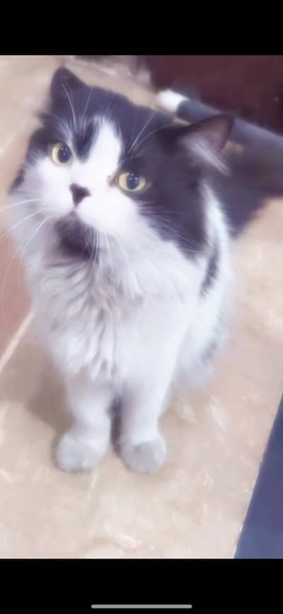 Persian kittens or adult cats