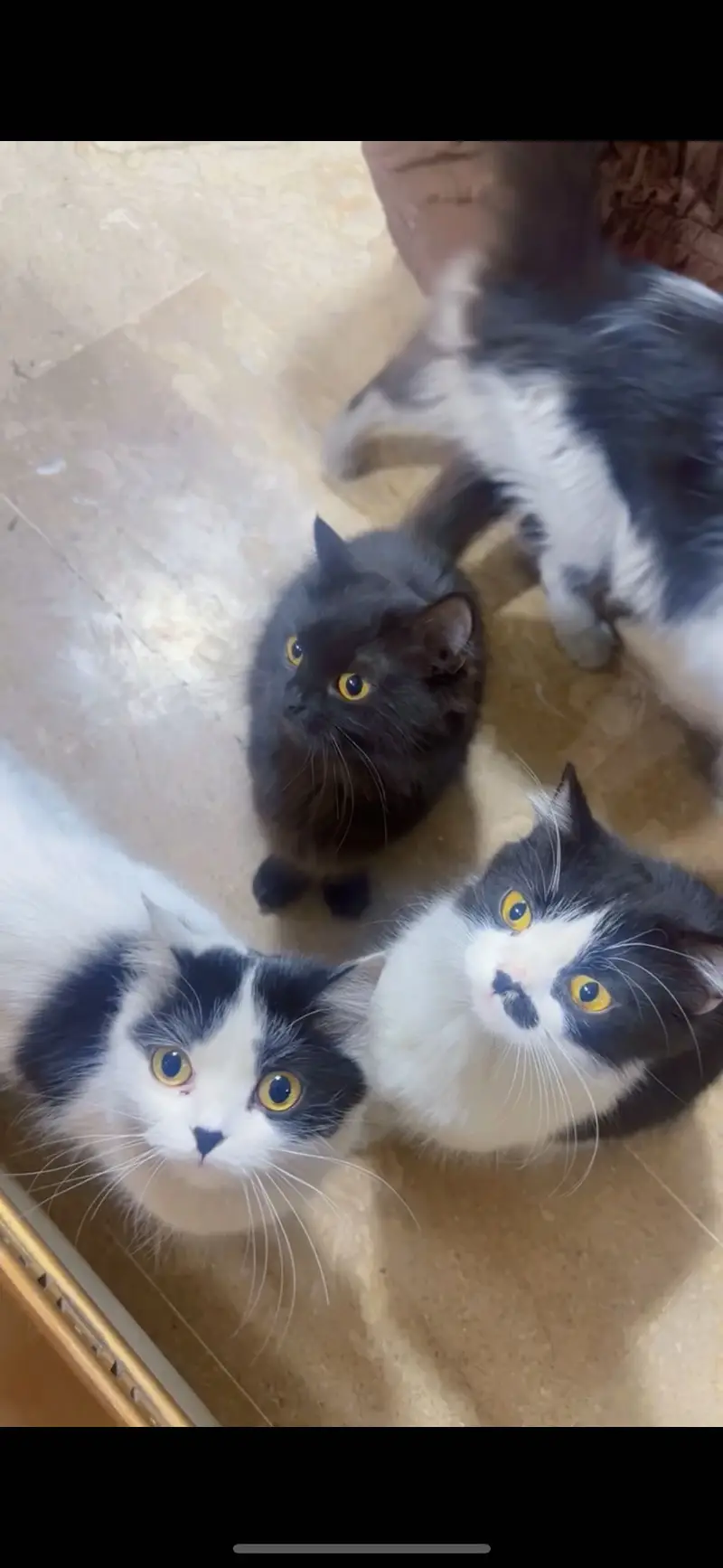 Persian kittens or adult cats — photo 3
