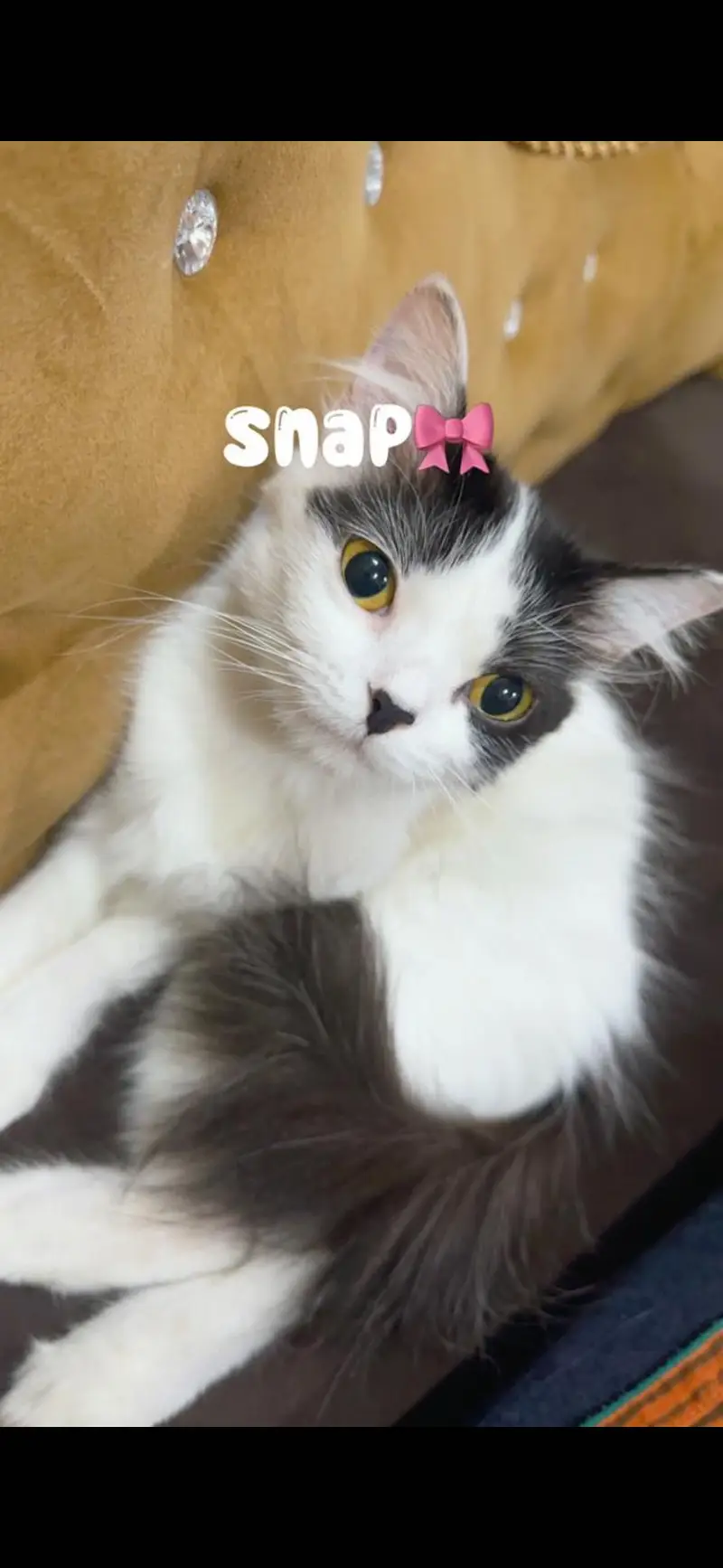Persian kittens or adult cats — photo 4