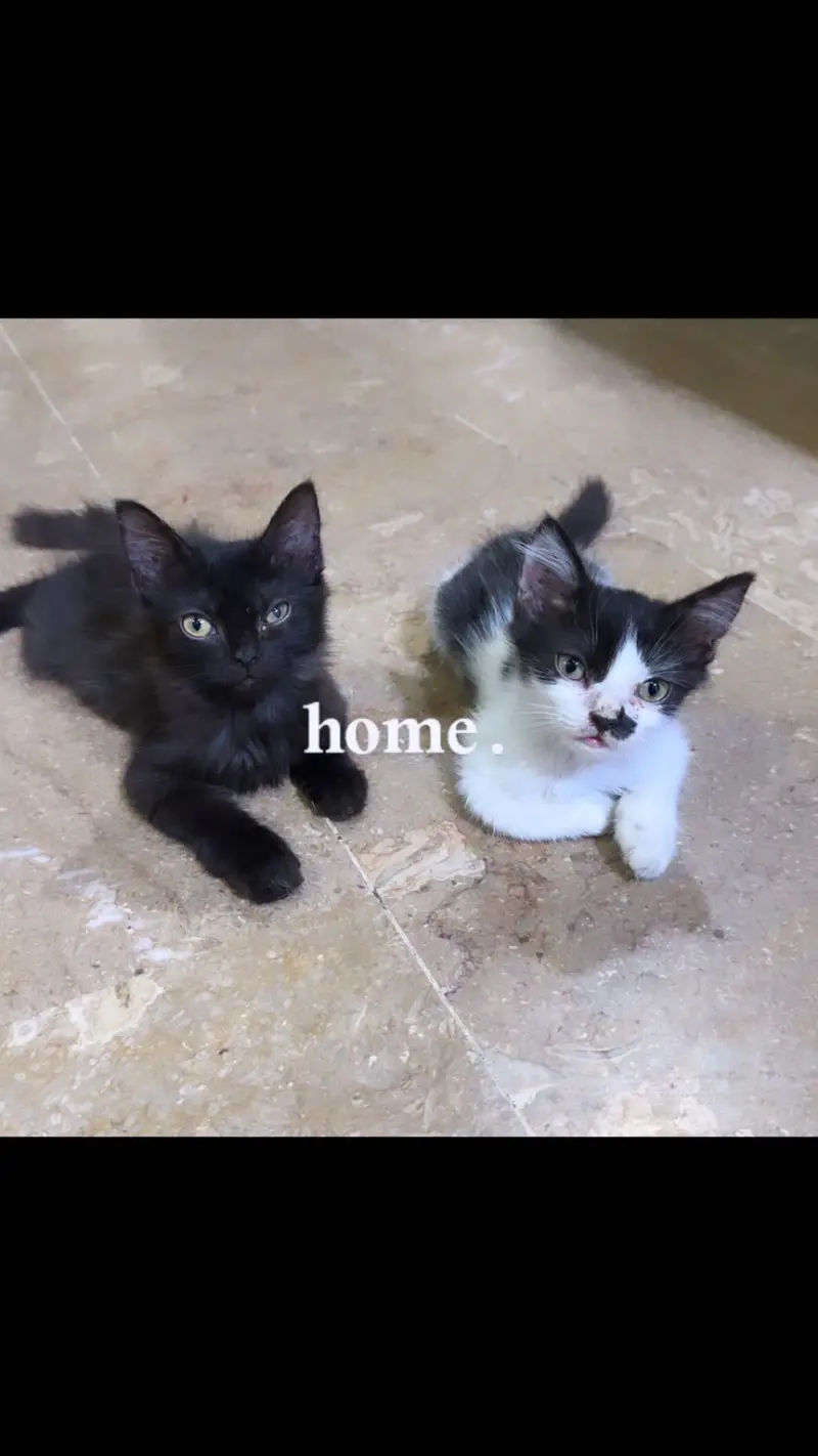 Persian kittens or adult cats — photo 5