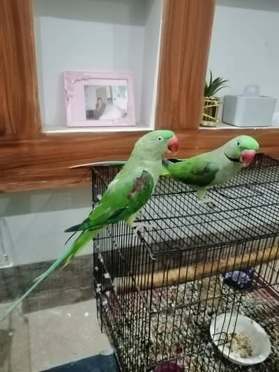 Raw parrot Tamed parrot