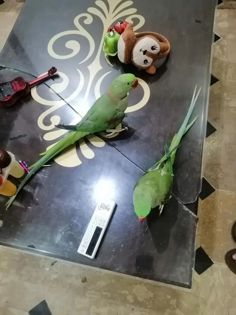 Raw parrot Tamed parrot — photo 2