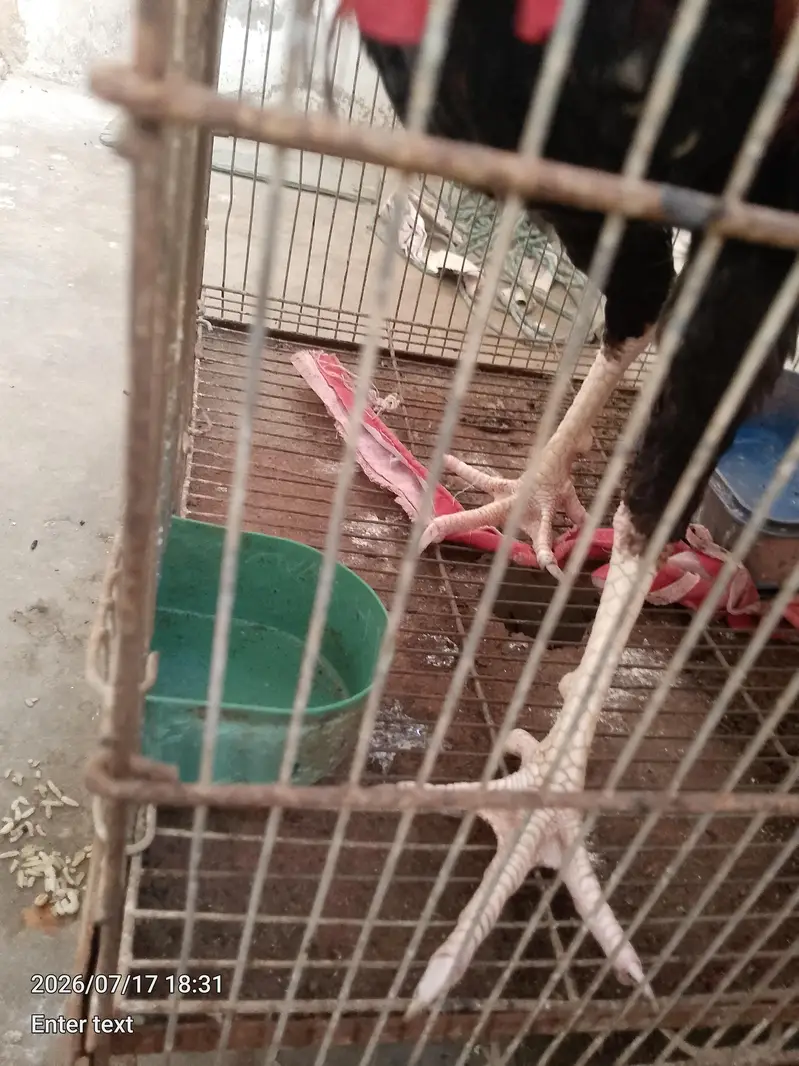 aseel murga sath mora — photo 3