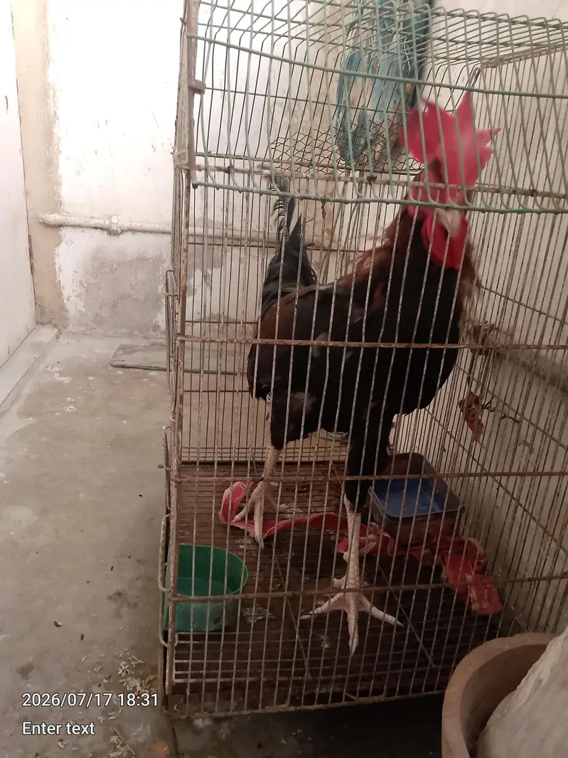 aseel murga sath mora — photo 4