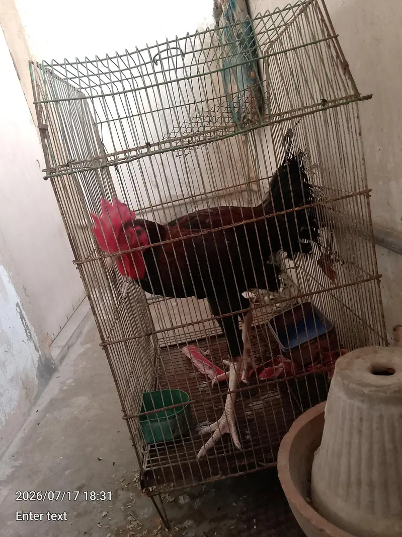 aseel murga sath mora — photo 5