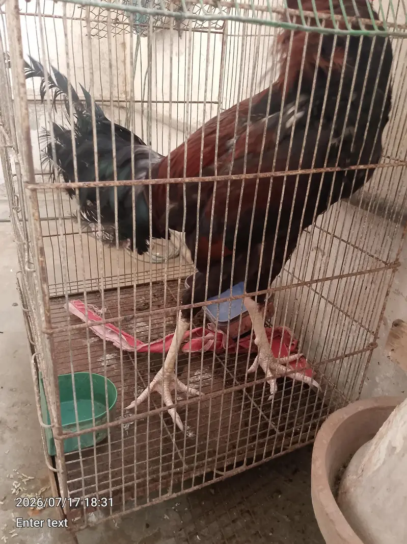 aseel murga sath mora — photo 6