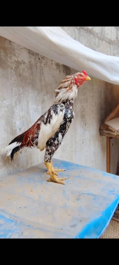 Mashallah China male for sell
