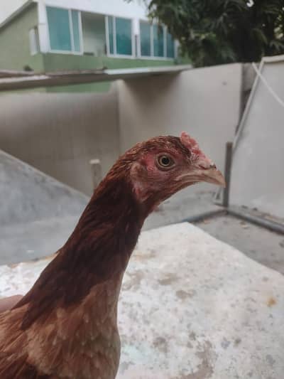 Haley hen pair for sall