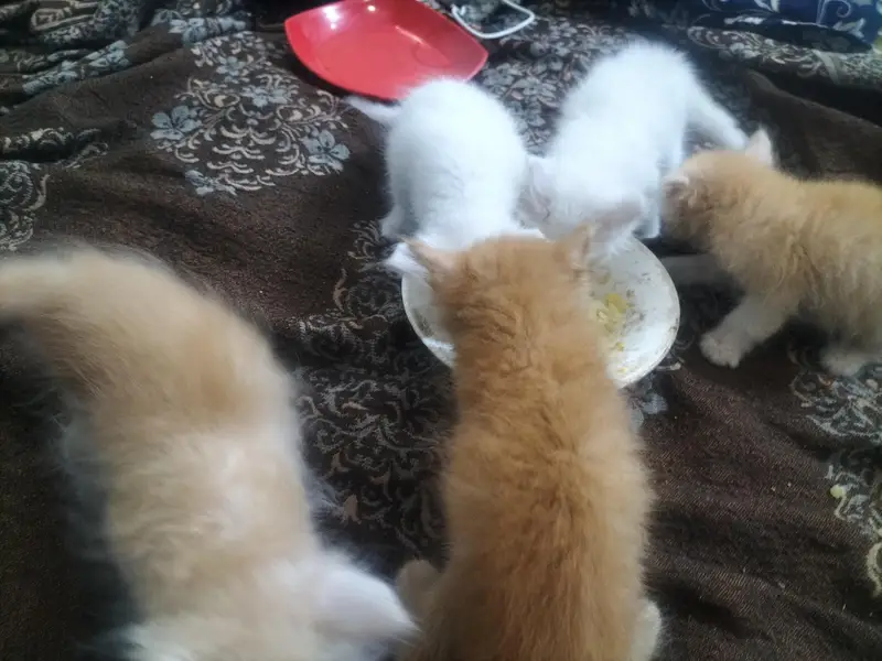 5 Persian kittens for sales — photo 2