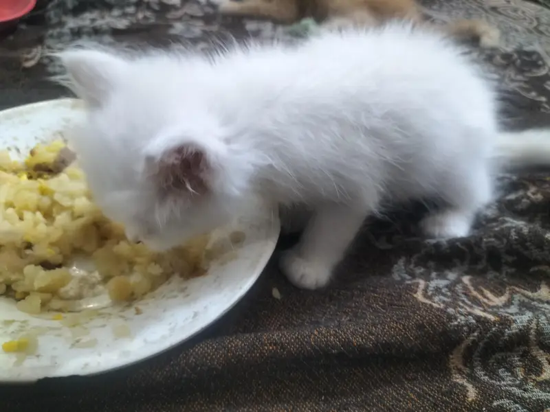 5 Persian kittens for sales — photo 3