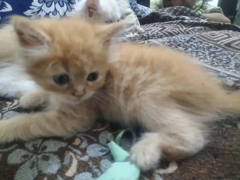 5 Persian kittens for sales — photo 4