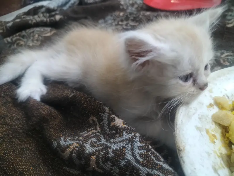 5 Persian kittens for sales — photo 5