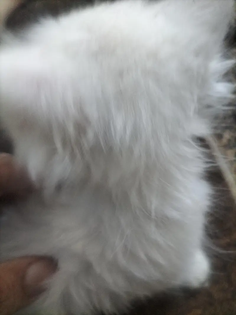 5 Persian kittens for sales — photo 8