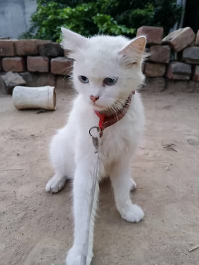 cat 