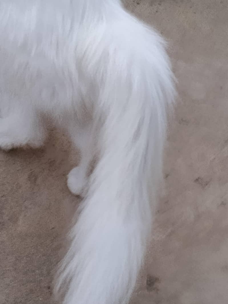 cat  1