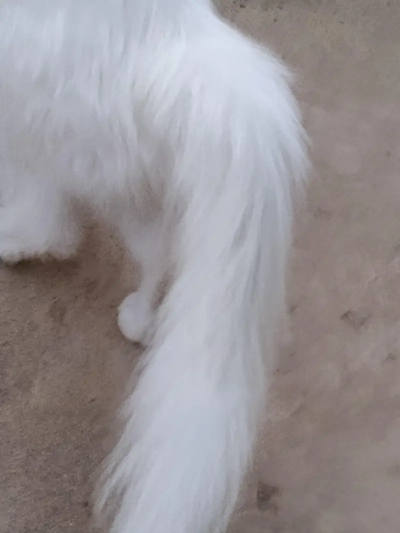 cat  — photo 2