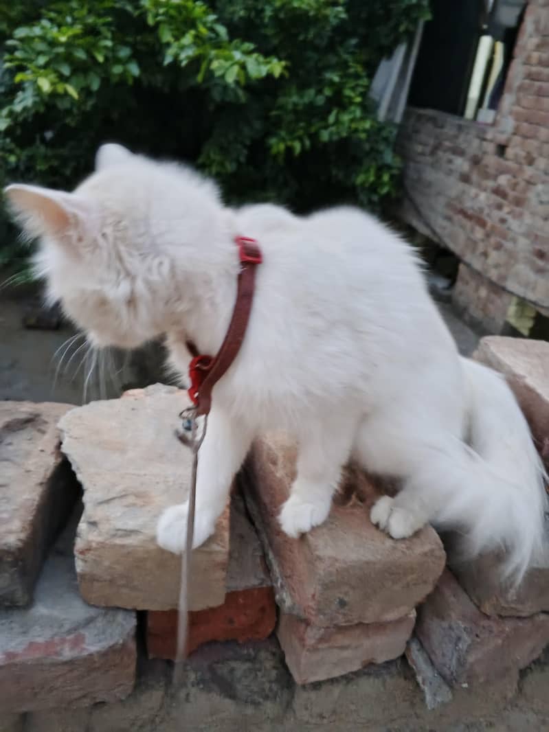 cat  2