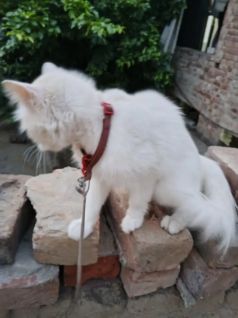cat  — photo 3