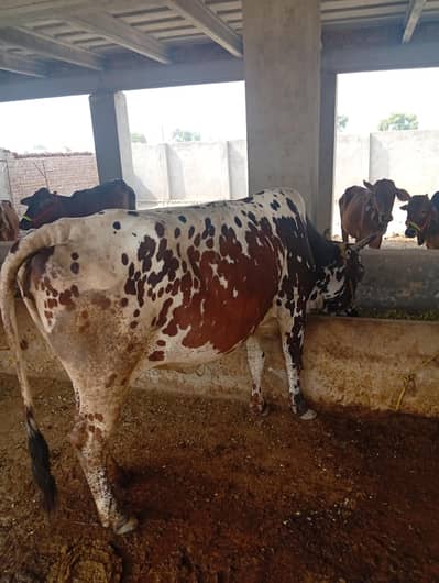Cross Cow