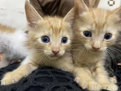Cute Light Brown Triple Coat Kitten Pair for Sale