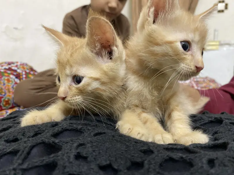 Cute Light Brown Triple Coat Kitten Pair for Sale — photo 2