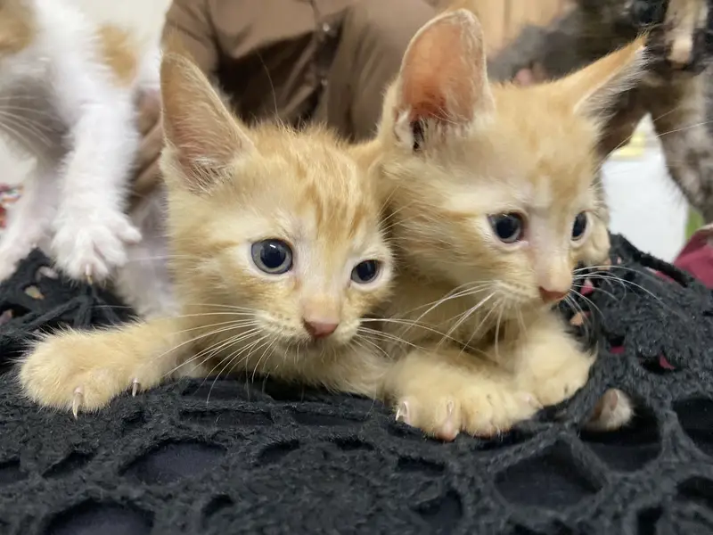 Cute Light Brown Triple Coat Kitten Pair for Sale — photo 3