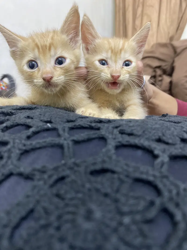 Cute Light Brown Triple Coat Kitten Pair for Sale — photo 4