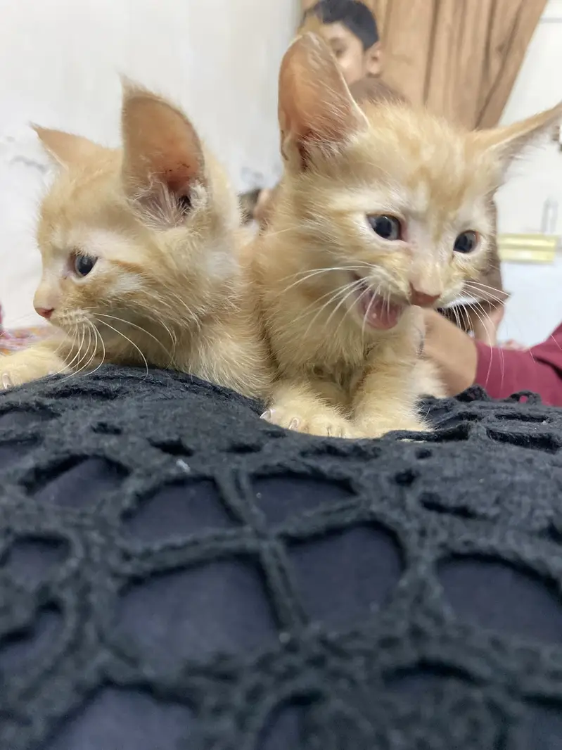 Cute Light Brown Triple Coat Kitten Pair for Sale — photo 5