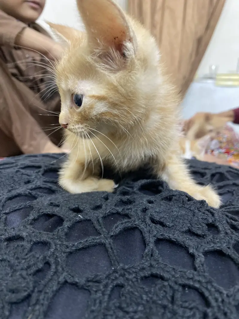 Cute Light Brown Triple Coat Kitten Pair for Sale — photo 6