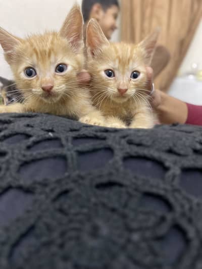 Cute Light Brown Triple Coat Kitten Pair for Sale
