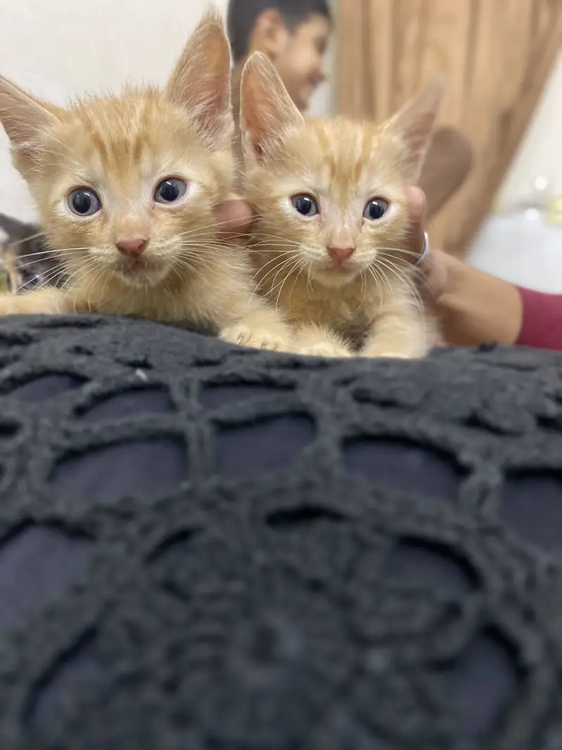 Cute Light Brown Triple Coat Kitten Pair for Sale — photo 7