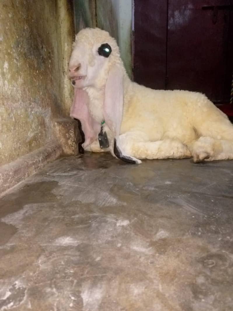 dumba 0