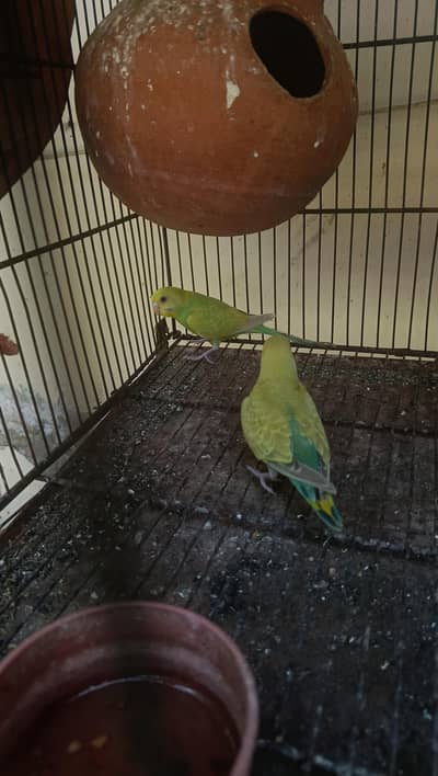 Budgie 2 pairs for sale