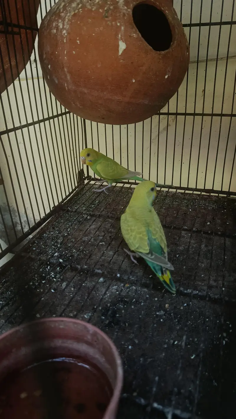 Budgie 2 pairs for sale — photo 2