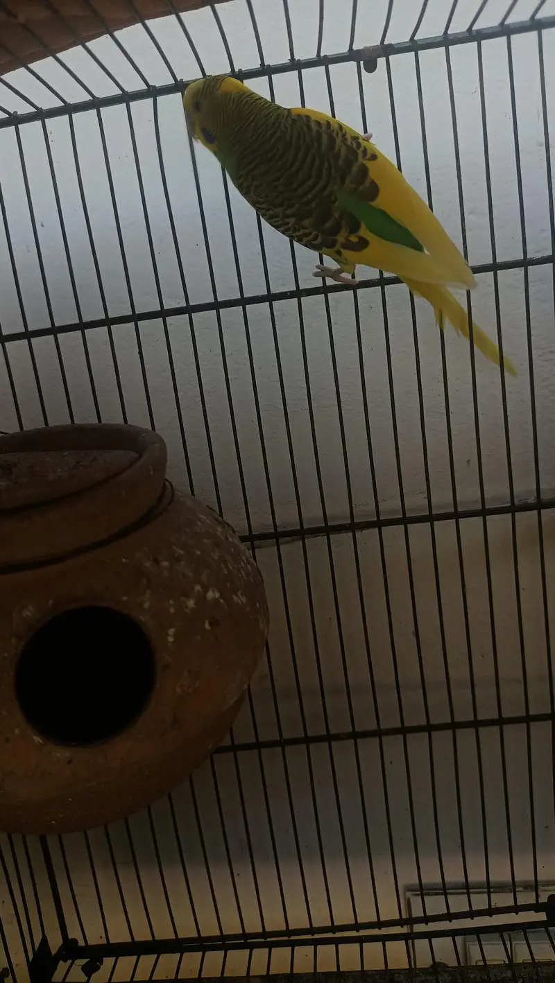 Budgie 2 pairs for sale — photo 3