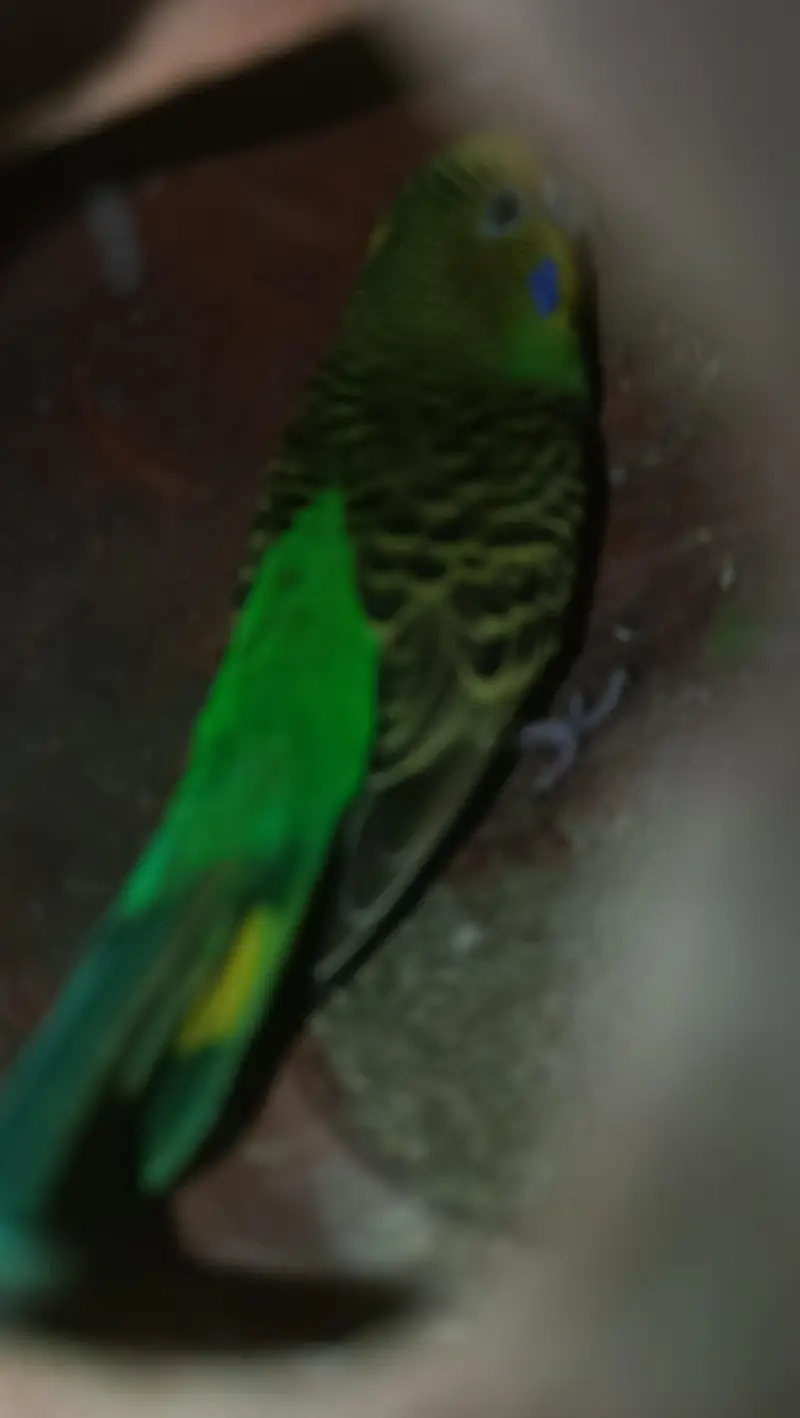 Budgie 2 pairs for sale — photo 4
