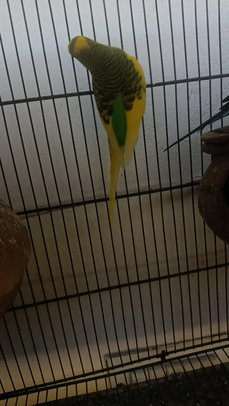 Budgie 2 pairs for sale — photo 5