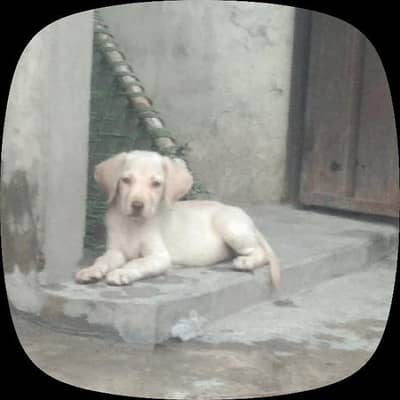 puppy for sale