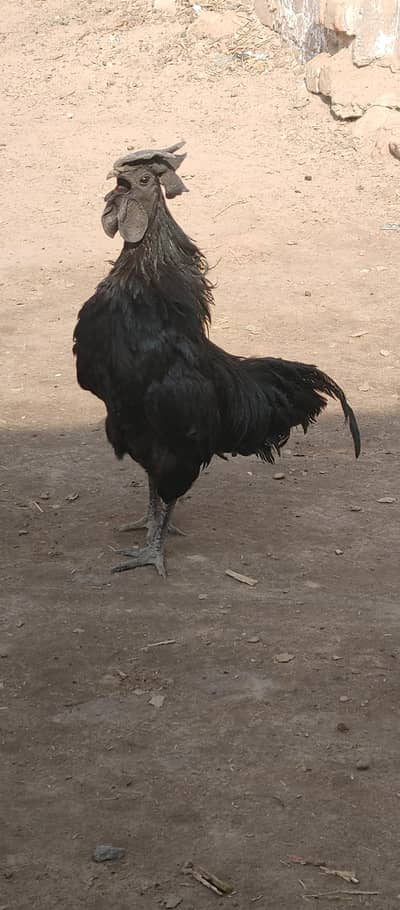 ayam cemani trio set