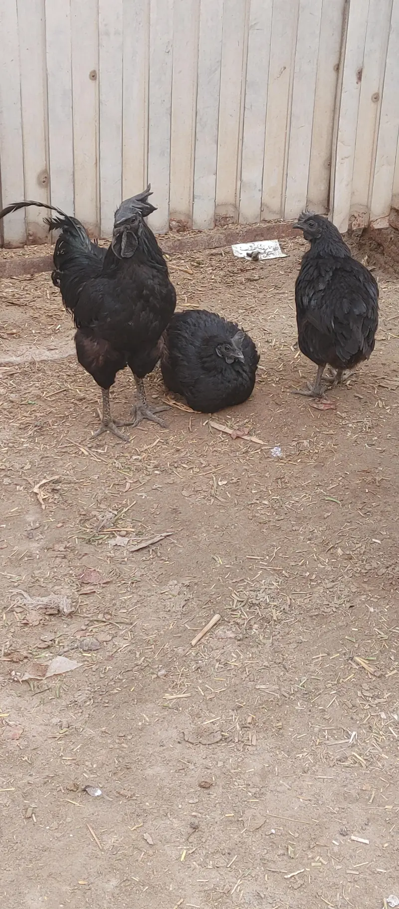 ayam cemani trio set — photo 2
