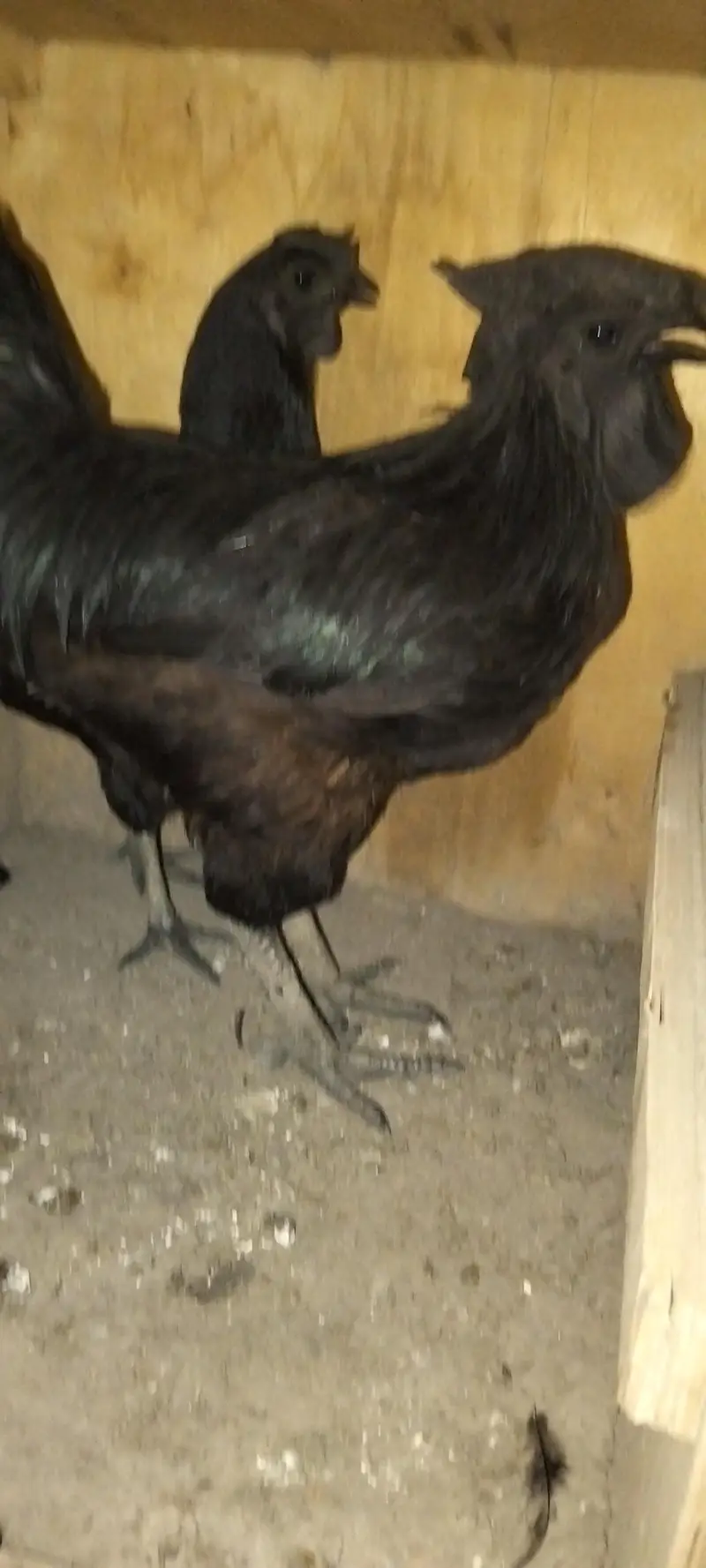 ayam cemani trio set — photo 3