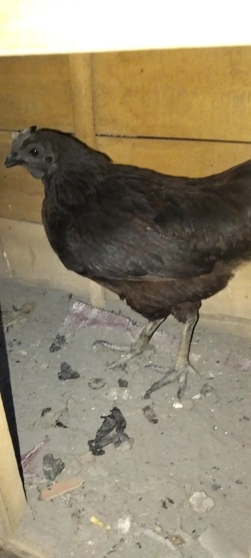 ayam cemani trio set — photo 4