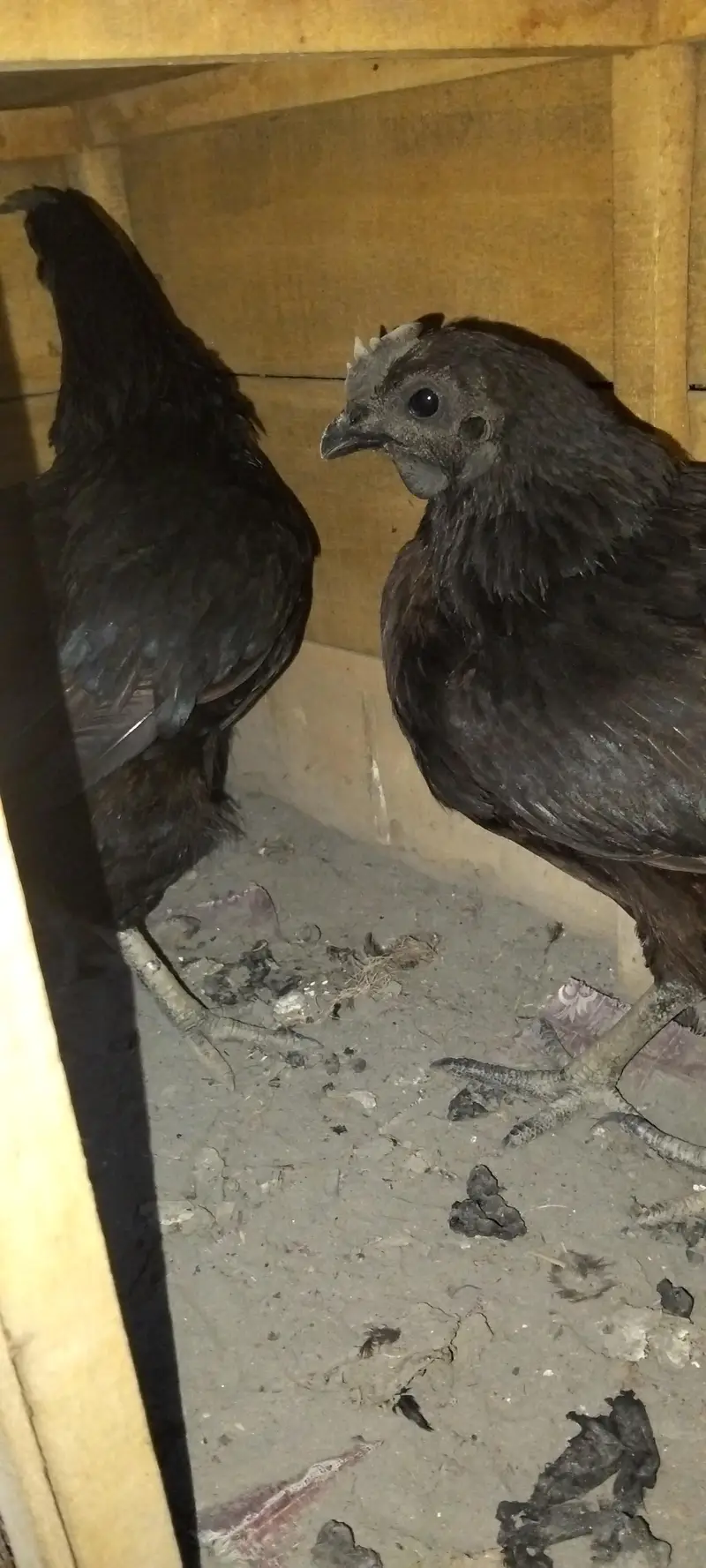ayam cemani trio set — photo 5