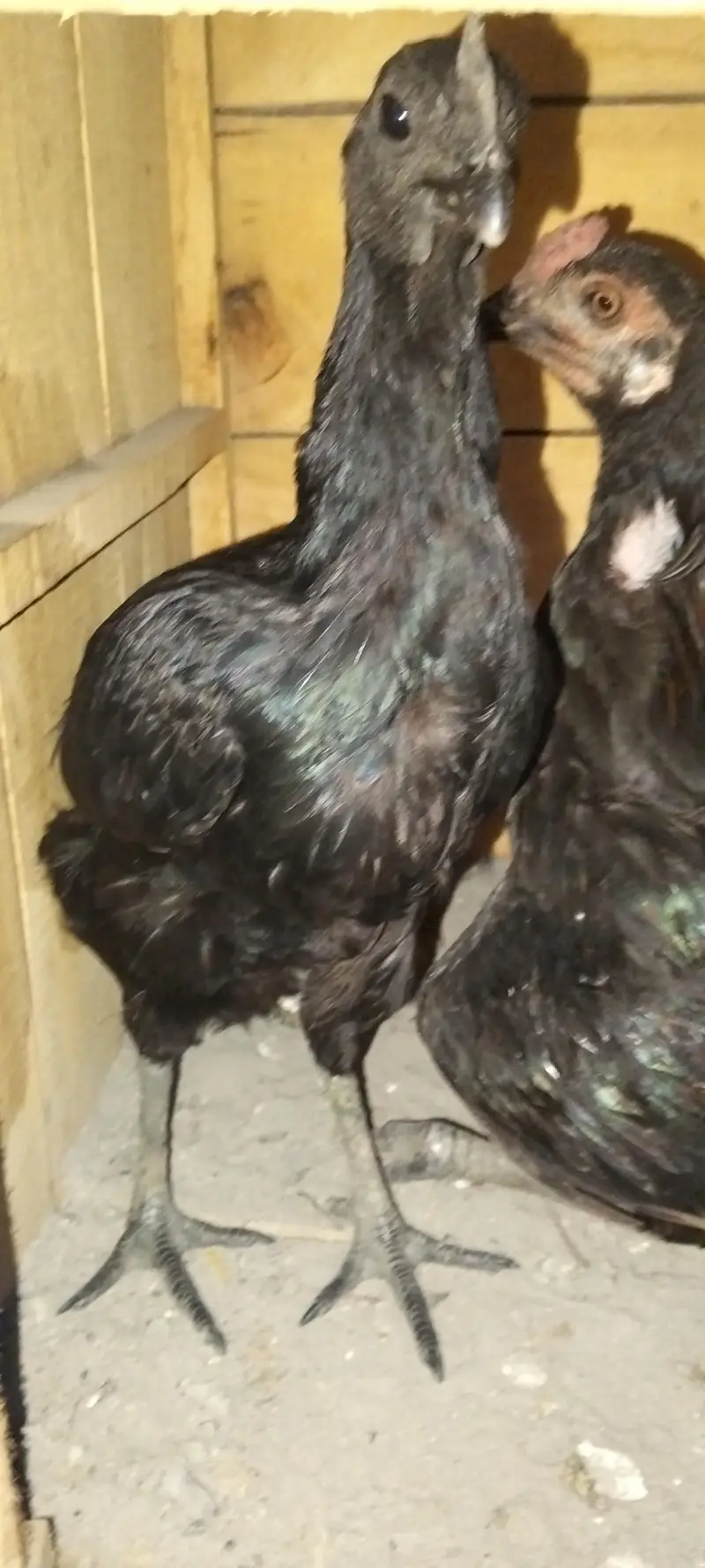ayam cemani trio set — photo 6