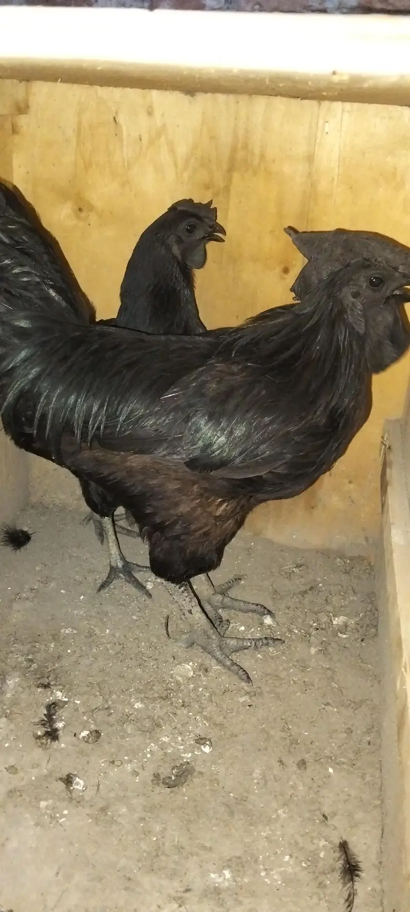 ayam cemani trio set — photo 7